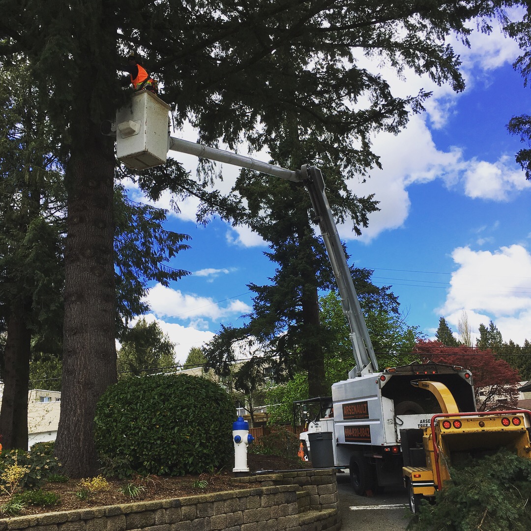 tree pruning douglas fir