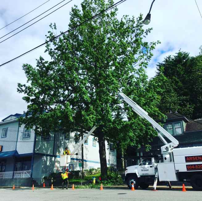 tree pruning oak tree downtown mission